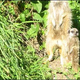 Illustration for article titled Meerkats - Better at Acting in Nature Shows than Photography